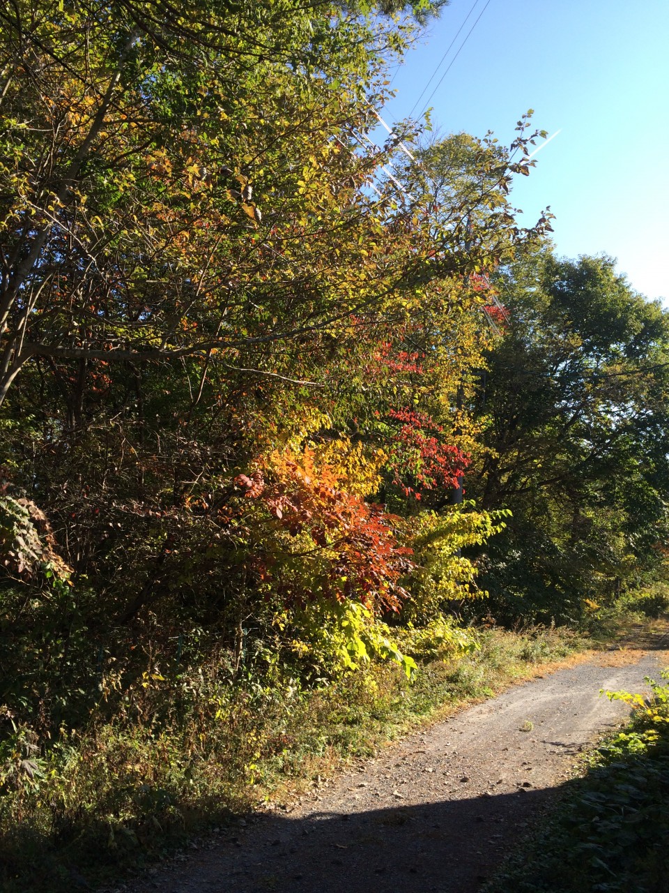 【長野　軽井沢】紅葉狩り