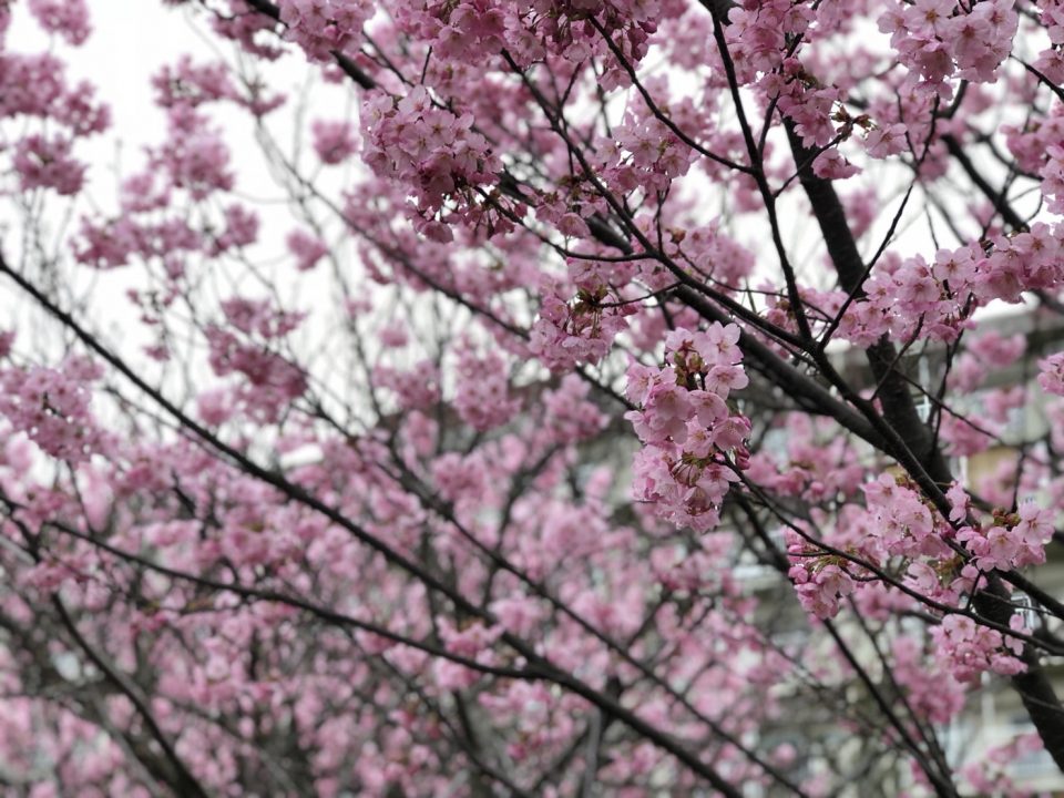 アートギャッベ展新潟桜の季節です