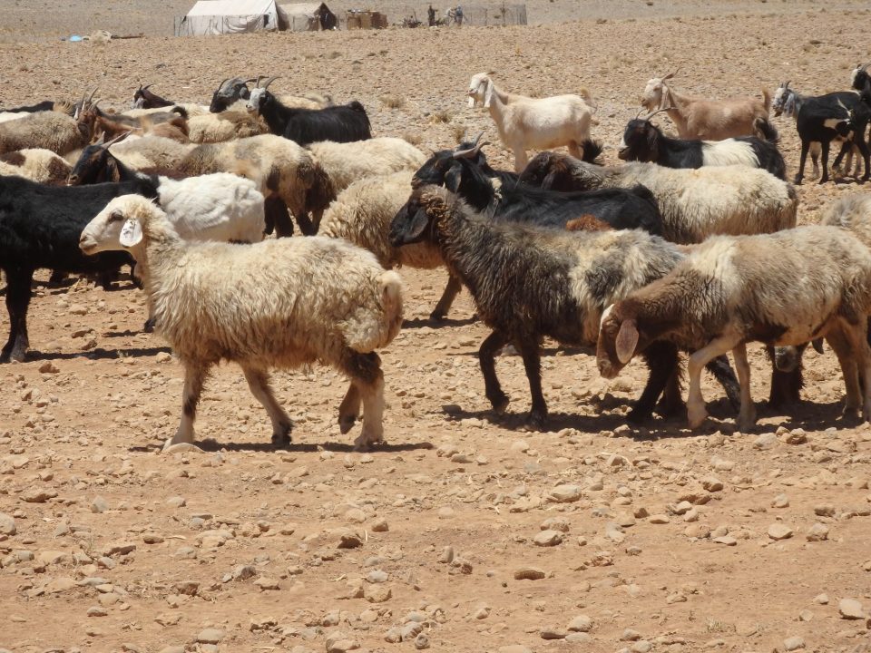 アートギャッベに使われる羊毛は、高地で放牧した羊の毛を使います