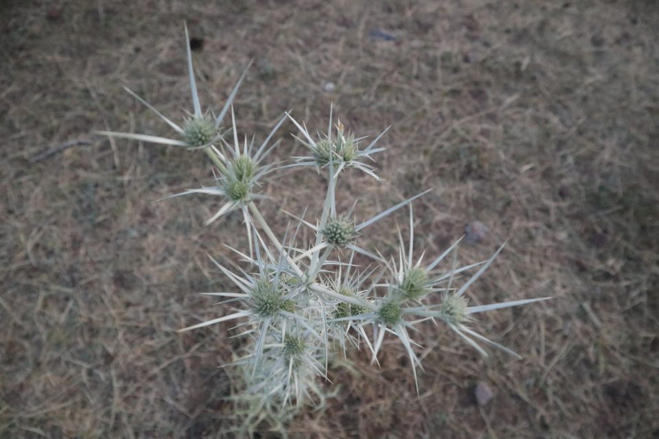 とげとげの植物