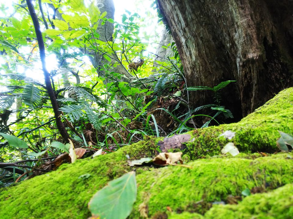 苔や木々が生えている様子