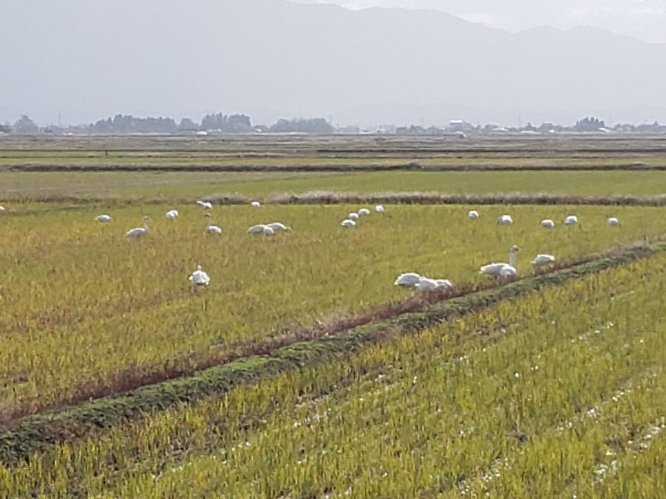 白鳥　田んぼ　新潟