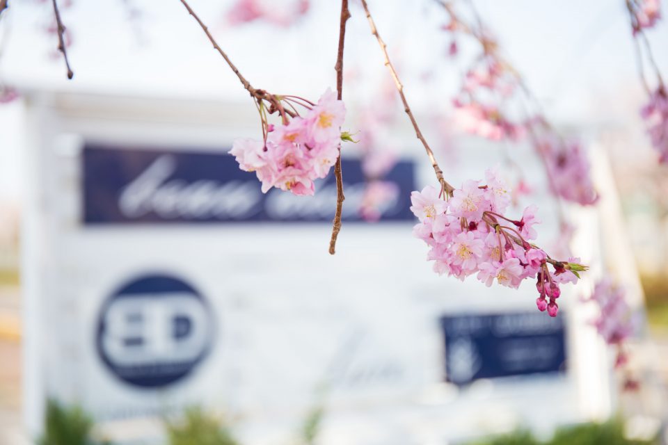 ボーデコールの桜が咲いている様子