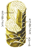 ウールの断面図