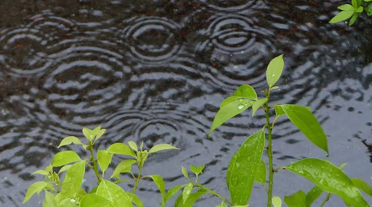 雨