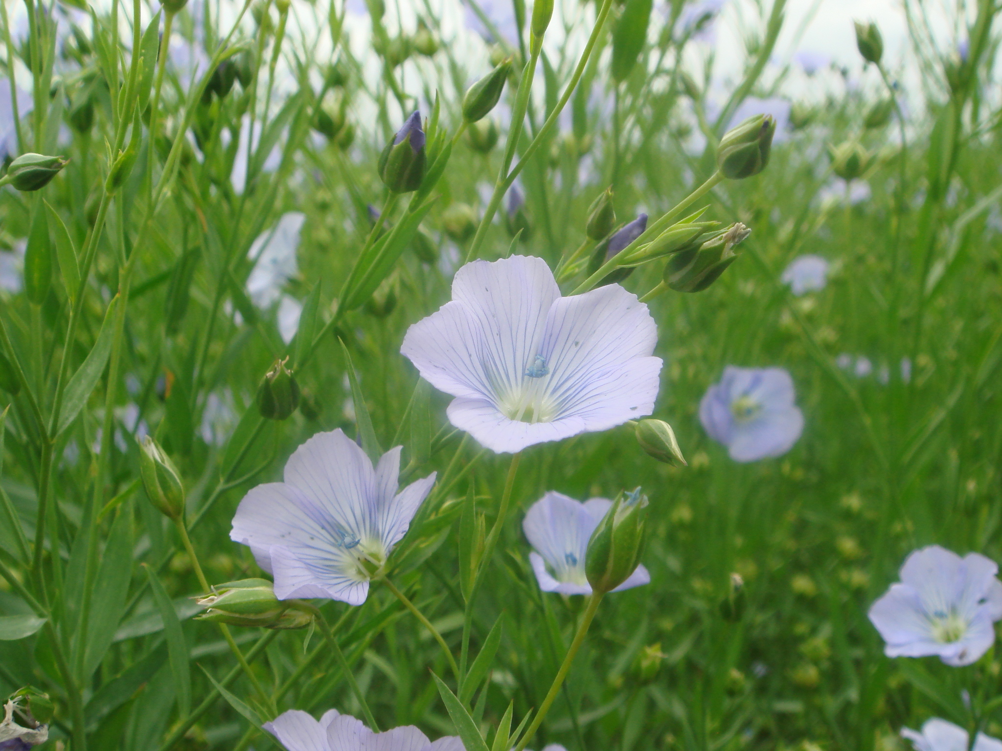フラックスの花　小さな青い花がついています。