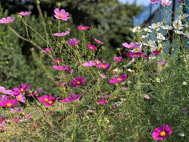 秋桜