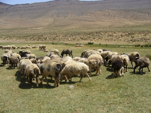 イランの羊の様子