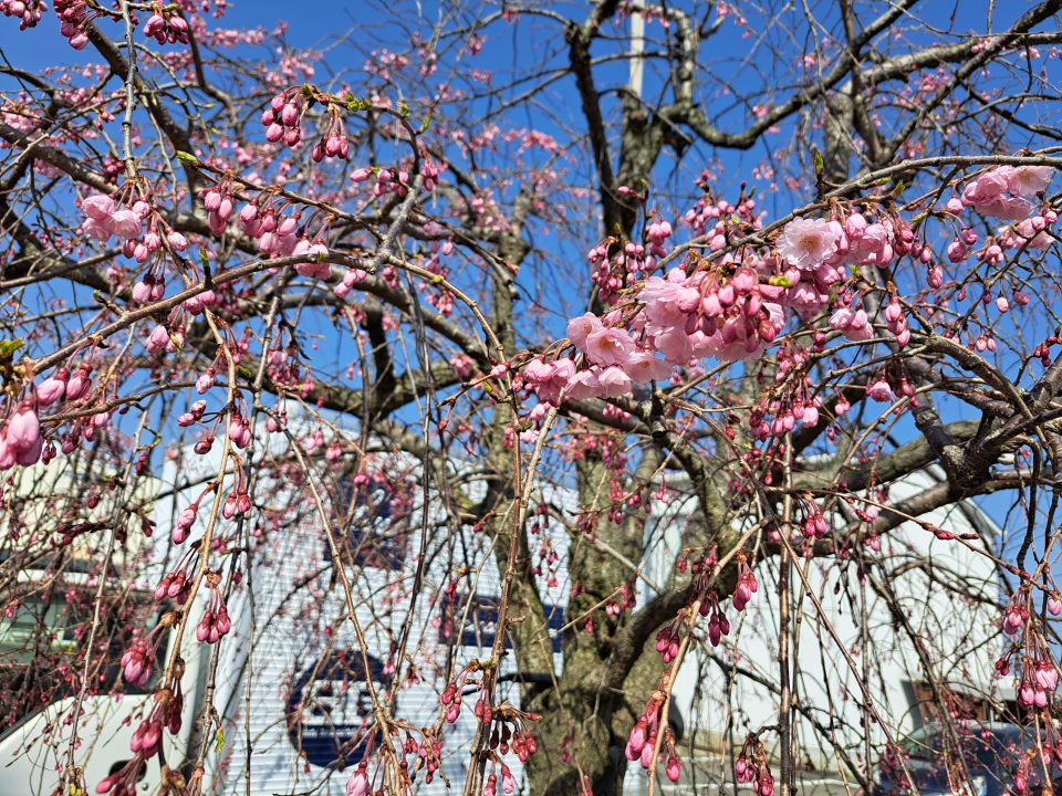 新潟　桜　インテリア