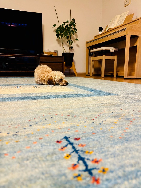 アートギャッベの上で心地よさそうなワンちゃん