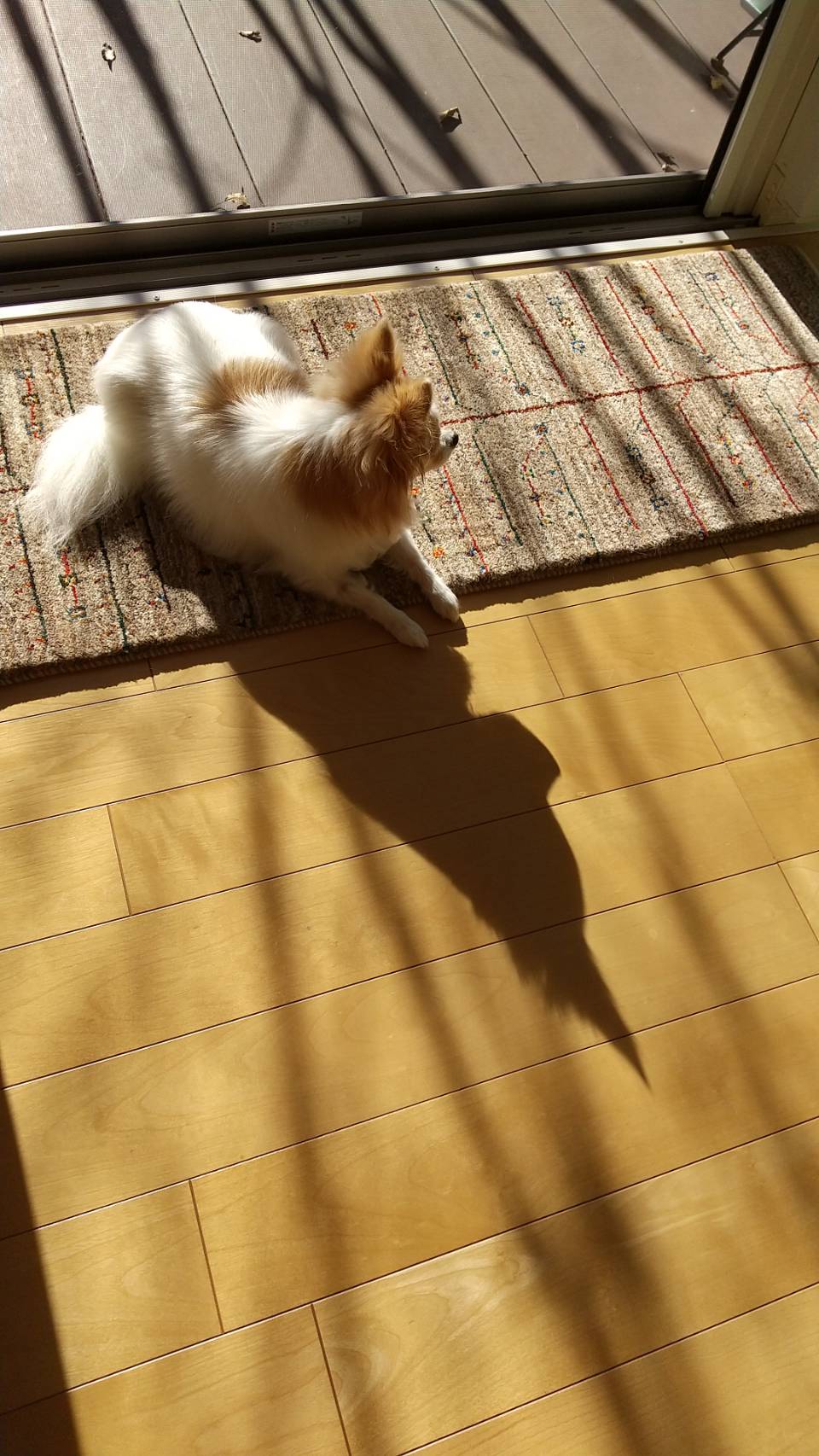 ギャッベの上で日向ぼっこ中